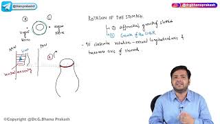 16 Development Of Stomach  Embryology [upl. by Adnalue]