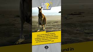 Australia A Biodiversity Wonderland with Unique Wildlife and Stunning Ecosystems 🇦🇺 facts shorts [upl. by Sundin]