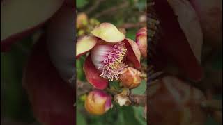 Nagalinga Tree  Cannonball Tree  Couroupita Guianensis [upl. by Edyaw]