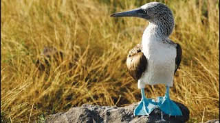 Lindblad Expeditions Galapagos Cruises  Going Where Awesome Is [upl. by Atinyl]