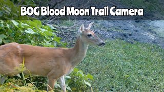 BOG Blood Moon Trail Camera Aug 2124 2024 [upl. by Hill]