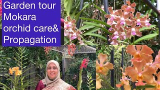 Garden tour MOKARA ORCHID care amp propagation Tips for healthy orchidsമൊക്കാറ [upl. by Ydnih]