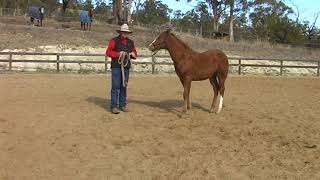 Teach Your Horse Groundwork Basics 1 [upl. by Rainger881]