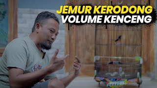 JEMUR KERODONG‼️volume kenceng dan tuntas masalahnya [upl. by Yadseut]