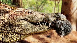 WARNING ⛔️ Feeding Every Crocodile at Gatorland whole prey [upl. by Ahsia]