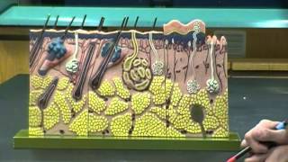 Integumentary System Anatomy and Physiology I Lab [upl. by Solrac]