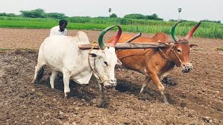 training for bullockbullock heavy performance of villagetractorpower in agriculture land [upl. by Ahsonek]