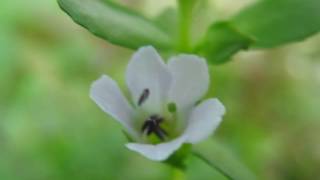 Bacopa monnieri aquarium plants [upl. by Ahsekin121]