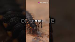 World’s Largest Venomous Centipede – Deadly Scolopendra gigantea Attack [upl. by Imot]