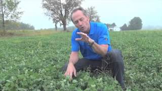 When Should You Spray Your Clover  Peter Johnson [upl. by Amimej]