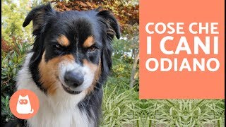 10 cose che i cani odiano delle persone – CURIOSITÀ sui cani [upl. by Gentes]