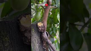 Display of fruit trees grafted by grafting [upl. by Dranek]