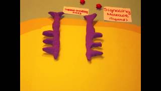 Receptor Tyrosine Kinases [upl. by Wilcox185]