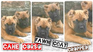 The Awesome Cane Corso In Fawn Coat Italian Mastiffs Cropped Functional Working Dogs Origin Italy [upl. by Haidabez]