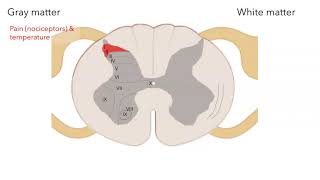 Functional anatomy of spinal cord [upl. by Ynos505]