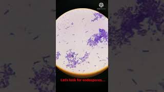 Bacterial Cells with Endospores under Microscope I Shorts [upl. by Shelia679]