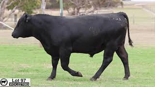 Lot 97 WDC22T663 Coonamble Angus 2024 [upl. by Hillman]