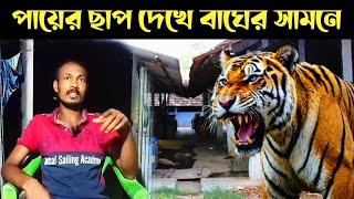 গোয়াল থেকে লাফিয়ে পড়লো বাঘ  Sundarban Tiger In The Locality [upl. by Deehan]