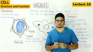 Vacuole Structure and function  Video 10 [upl. by Gleich327]