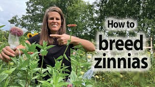 How to Breed Zinnias Using Self Pollination and Cross Pollination [upl. by Oivat]