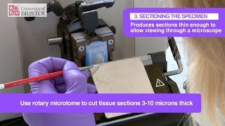 Histology Slide Preparation [upl. by Ratha327]