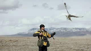 White Alaskan Gyrfalcon Falcon Hunting Duck [upl. by Ankeny888]