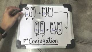 BACTERIAL CONJUGATION A way of reproduction [upl. by Petras]