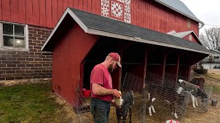 A Not So Average Day On A Dairy Farm in The Winter Record Breaking [upl. by Romney]