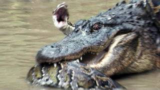 Python vs Alligator 13  Real Fight  Python attacks Alligator [upl. by Aliek]