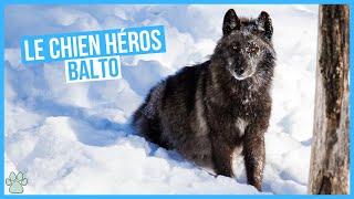 Nouvelle Découverte sur Balto le chien héros [upl. by Nnylecoj]