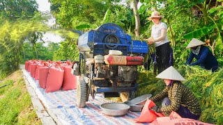 Busy Rice Harvesting Season Rice threshing machine and the hardworking farmers Ly Hieu Hieu [upl. by Ttimme]