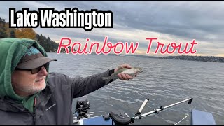 Lake Washington Rainbow Trout  Nov 9 2024 [upl. by Aerdnu414]