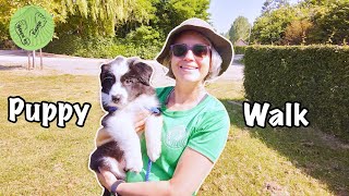 Carry a dog How to do a longer walk with your border collie puppy PUPPYWALK [upl. by Kistner]