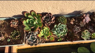 SUCCULENTS BASKING IN EARLY MORNING DIRECT SUNLIGHT  SUCCULENT CARE TIPS [upl. by Daj]