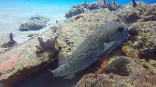 Porcupine Fish [upl. by Zenger532]