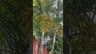 Arecanut Interior Tree  Surya Zimba shortvideo [upl. by Ahslek]