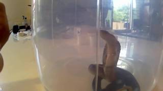 Baby Monocled Cobra Caught in my house [upl. by Appledorf]