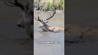 Sauvetage d’un cerf coincé dans la boue  une histoire touchante shorts animaux cerf coince [upl. by Krid571]