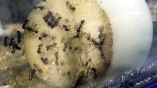 My Pheidole xerophila colony 3 months 11102023 [upl. by Lauer]