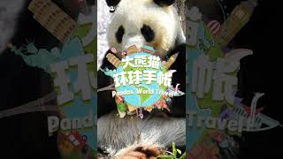 【Pandas World Travel】Keep Panda Tan Tan In Loving Memory  iPanda [upl. by Abeh]