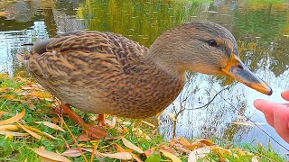 Mallard Duck Hen Comes Back for Rice Again and Again 4K [upl. by Ymer]