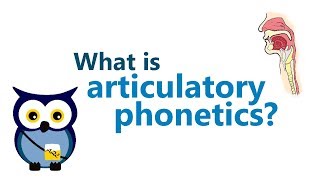 Articulatory Phonetics 1  REUPLOAD IN HD [upl. by Nnilsia]