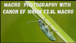 Macro Photography With Canon EF 100mm f2 8 L macro and Canon eos 550d [upl. by Brahear]