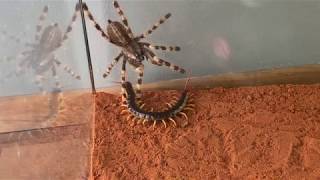 Giant Centipide vs Venemous Tarantula [upl. by Hsina456]