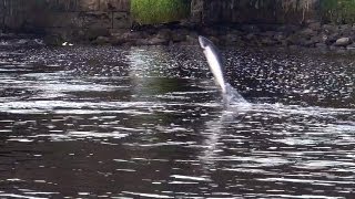 Wild Atlantic salmon run in Drowes Fishery Ireland Ход лосося из моря в реку HD [upl. by Venice]