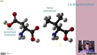 Les causes de la drépanocytose [upl. by Griffin]