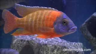 German Red Peacock cichlid Stunning dominant Male  Lake Malawi Peacock [upl. by Romain]