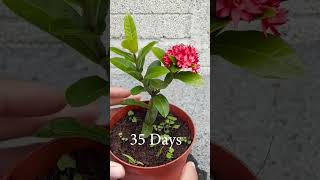 How to grow ixora plant cutting [upl. by Aelam]