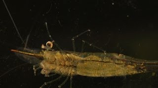 Caridina gracilirostris crevette fantôme [upl. by Tertius]