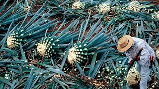 How Tequila Made From Agave Blue Agave Cultivation and Harvest Agave Processing in Factory [upl. by Euk397]